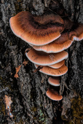 22nd Oct 2019 - Fungi