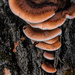Fungi by joansmor