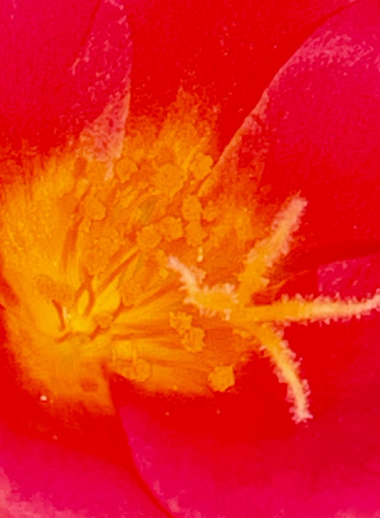 Portulaca as abstract by louannwarren