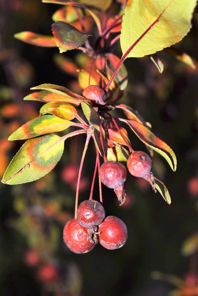 Fall crabapples by sandlily