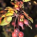 Fall crabapples by sandlily