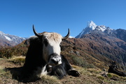 23rd Oct 2019 - Mountain yak