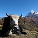 Mountain yak by stefanotrezzi
