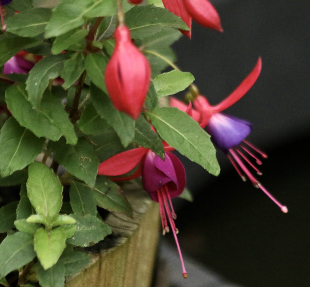 Last blooms of the fuschia by orchid99