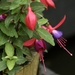 Last blooms of the fuschia by orchid99