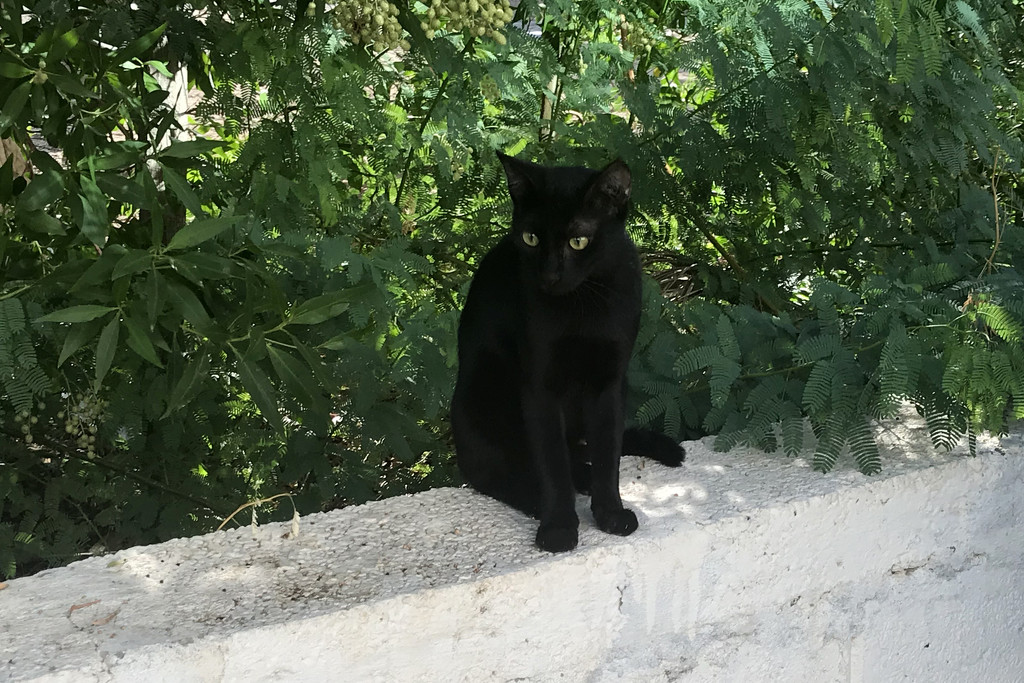 Black cat by ingrid01