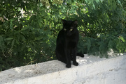 19th Oct 2019 - Black cat