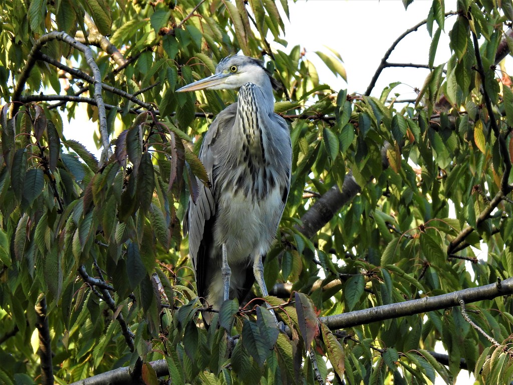  Heron in a Tree  by susiemc