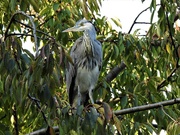 19th Oct 2019 -  Heron in a Tree 