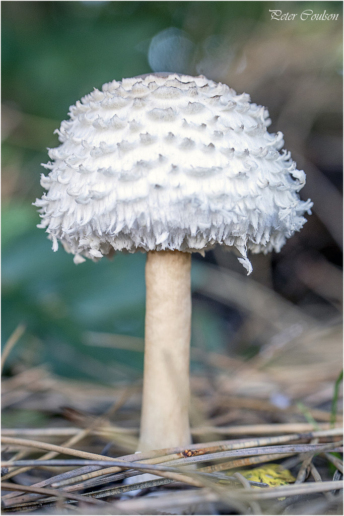 Shaggy Parasol Mushroom by pcoulson