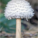 Shaggy Parasol Mushroom by pcoulson