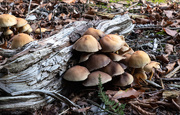 23rd Oct 2019 - Log and Fungi 2