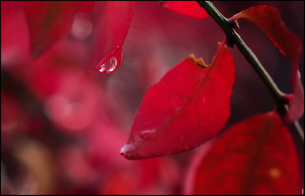 Raindrop in fall by ramr