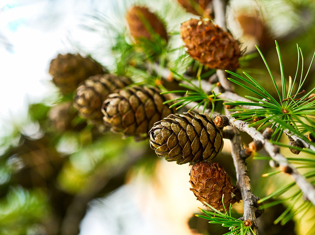An Abundance of Pine Cones by gardencat
