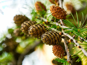 23rd Oct 2019 - An Abundance of Pine Cones