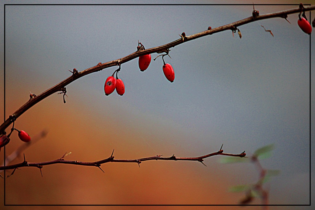 Red Berries by olivetreeann