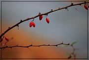 23rd Oct 2019 - Red Berries