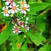 Wasp Waltz by olivetreeann