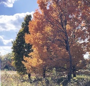 23rd Oct 2019 - Fall foliage 