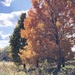 Fall foliage  by kdrinkie