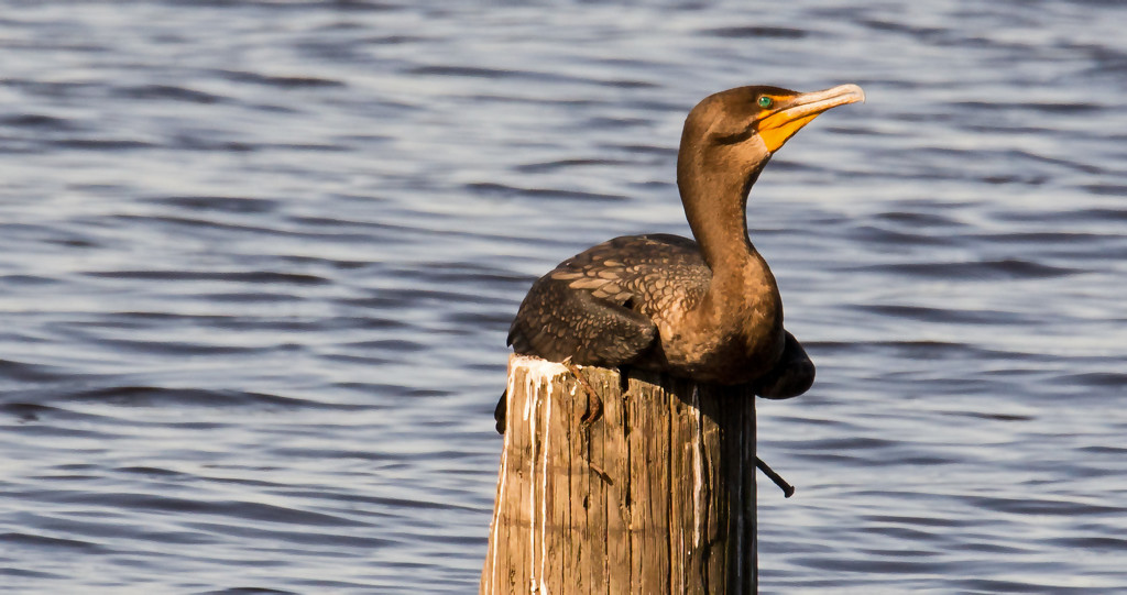 Cormorant Resting on the Piling! by rickster549