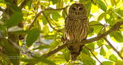 23rd Oct 2019 - Barred Owl!