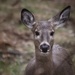 Oh Deer by lynnz