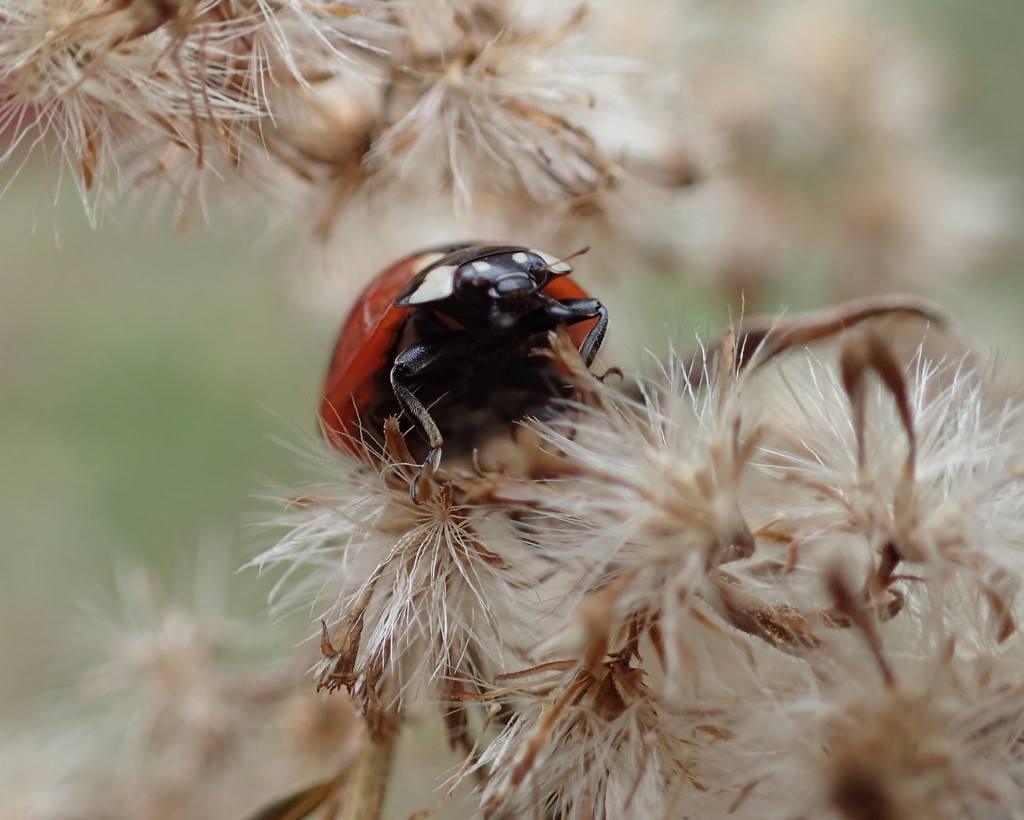 Ladybug Portrait by cjwhite