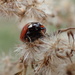 Ladybug Portrait by cjwhite
