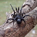 Trapdoor Spider by cjwhite