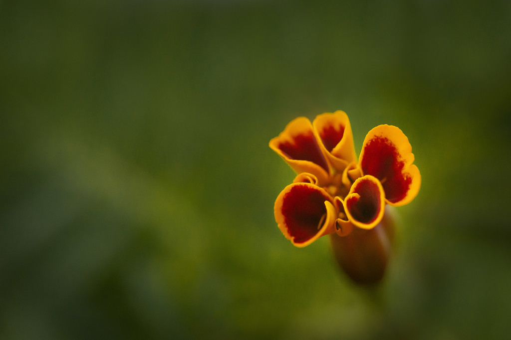Marigolds by tina_mac