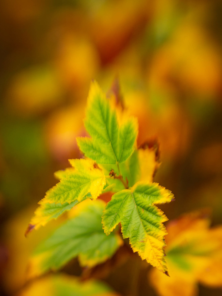An Autumn Impression by haskar