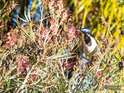 22nd Oct 2019 - blue faced honey eater