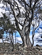 24th Oct 2019 - Tree on the hill