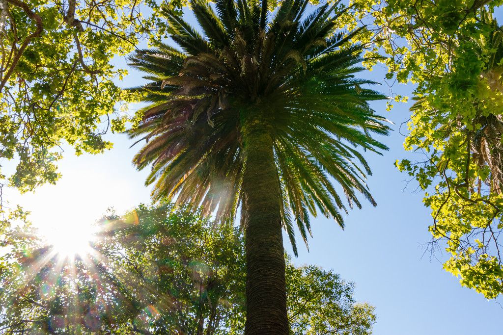 California Palm by swchappell