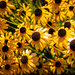 Black-Eyed Susans by swchappell