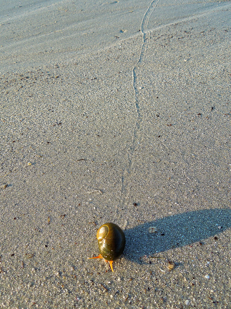 Drunk sea snail on the walk by etienne