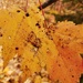 Autumn Orange Camouflage  by waltzingmarie