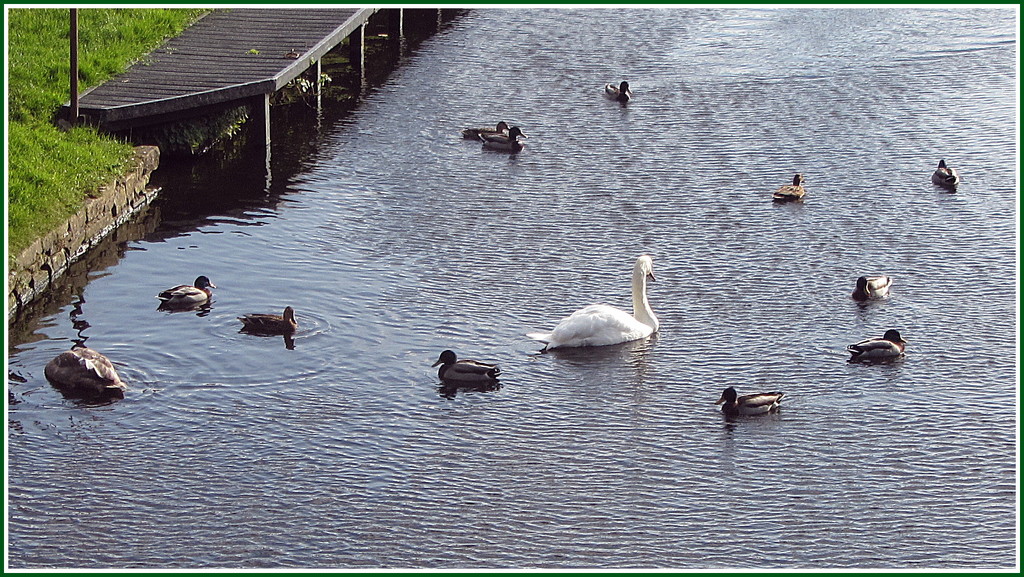 Swan and ducks. by grace55