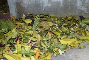 23rd Oct 2019 - Time to clean up the leaves