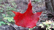 24th Oct 2019 - Maple Leaf