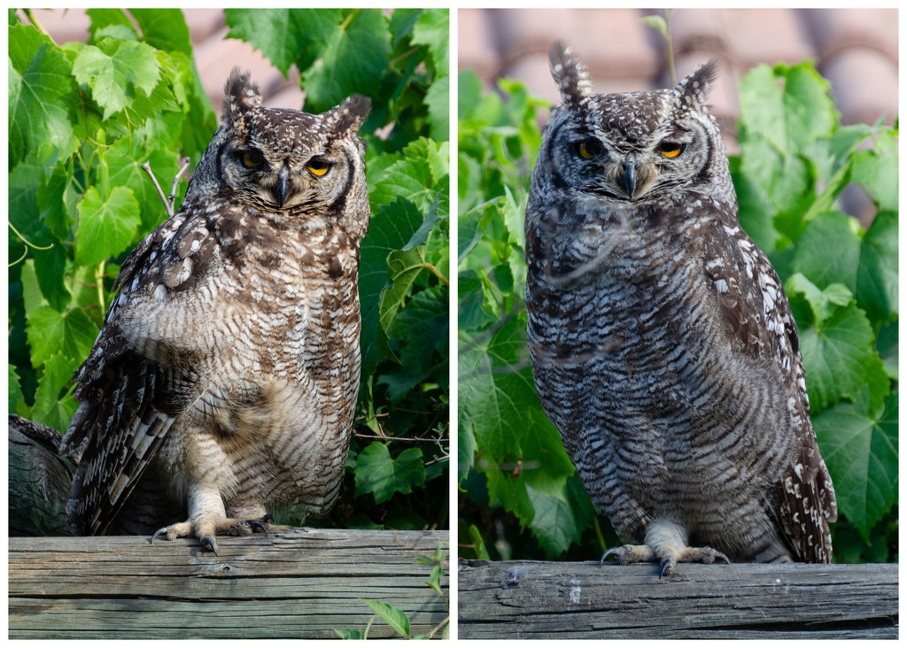 Owl Pair by salza
