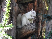 20th Oct 2019 -  Albino Squirrel 