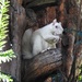  Albino Squirrel  by susiemc