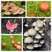 Fungi at Hergest Croft by susiemc