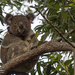keeping track by koalagardens