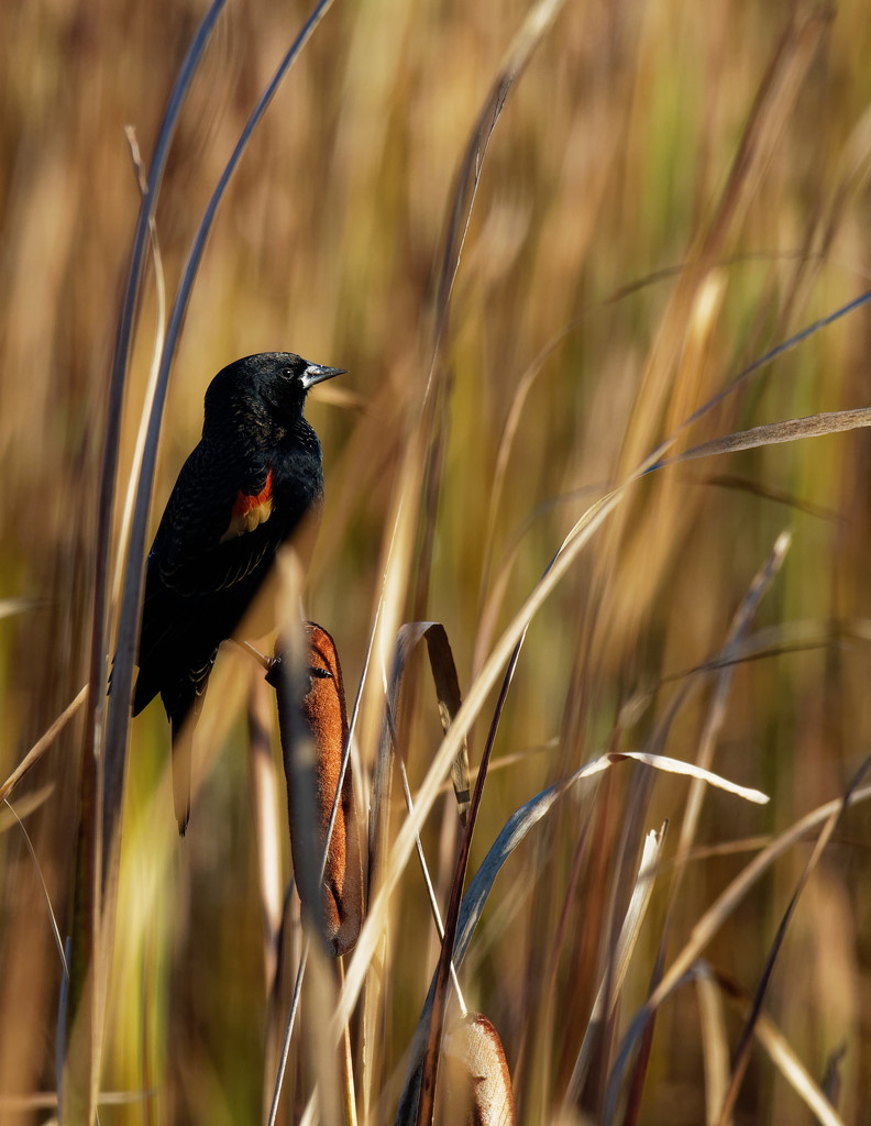 Red-winged blackbird on a cattail by rminer