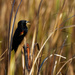 Red-winged blackbird on a cattail by rminer