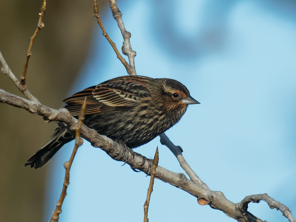 Female red-winged blackbird by rminer