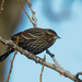 Female red-winged blackbird by rminer